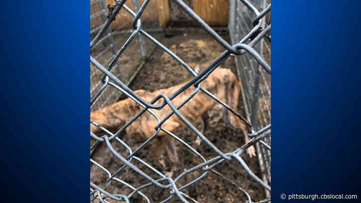 Officials: Skinny, Malnourished Dogs Found Living In Kennels Covered In Feces Rescued From Lawrence County Home