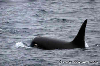 Victoria researcher finds ‘holy grail’ of killer whales