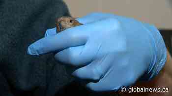 Finches across Saskatoon infected with pink eye