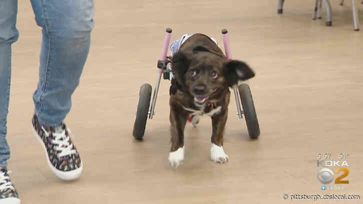 Local Woman Looking For Forever Homes For Dogs With Special Needs