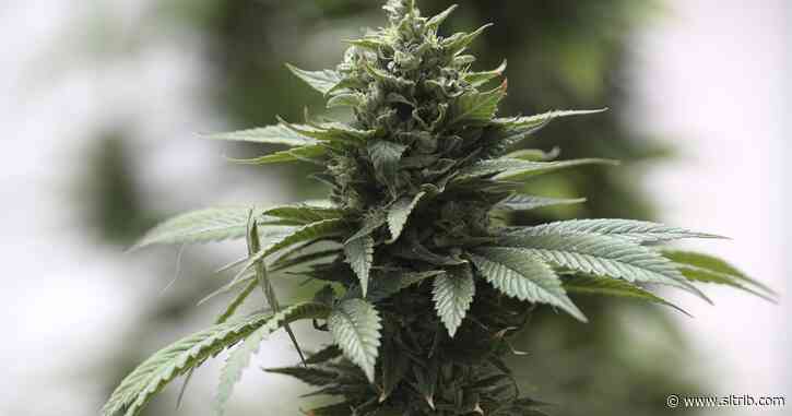 Utah’s medical marijuana pharmacy locations chosen