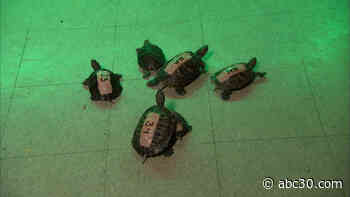 Chicago Bar Races Turtles for Prizes