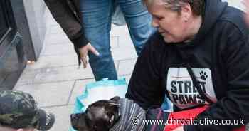 Street Paws founder's selfless work recognised with national award