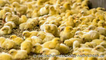 Hochansteckende Vogelgrippe breitet sich in Polen nach Westen aus