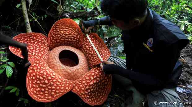 Scientists just found one of the world's largest flowers blooming in an Indonesian jungle