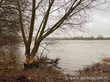 Beversporen op honderd meter van de bebouwde kom in Rhenen