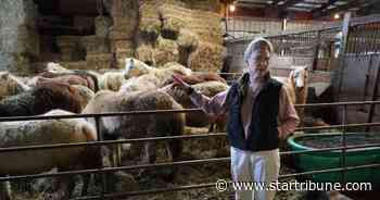 Rural Minnesota vet caring for 72 seized miniature horses has been stuck with the bill