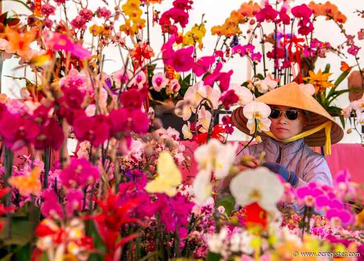 Orchids promise good fortune at the Flower Festival in Little Saigon