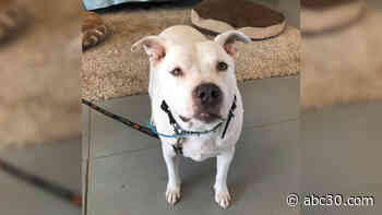 Dog rescued by firefighters from burning Reedley house looking for forever home