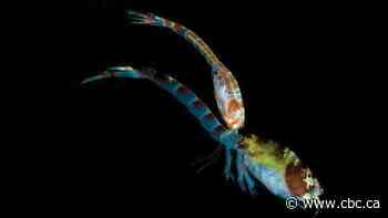 These tiny aquatic 'bachelors' haven't changed their pickup strategy in 100 million years