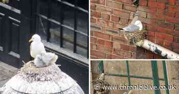 The weird and wonderful places Tyneside's kittiwakes have set up home