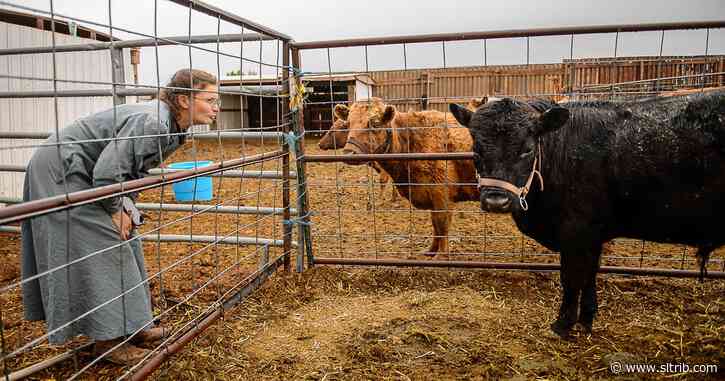 Voters in town once run by polygamous sect probably broke the law when they cast ballots, prosecutor says, but charges are unlikely