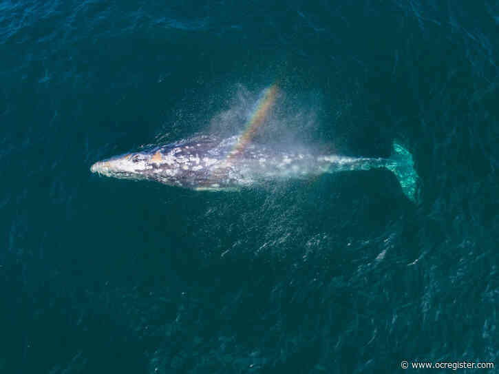 Gray whale migration season off to a slow start — but that could be a good thing
