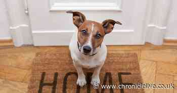 Renters 'to be allowed to live with well behaved pets' under new government rules