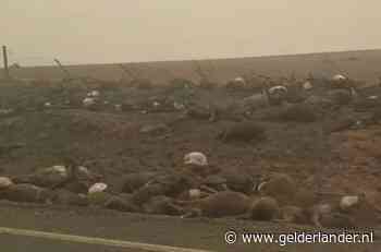 Schokkende beelden tonen karkassen van zwartgeblakerde dieren langs weg in Australië