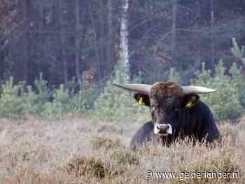 Man (63) zwaargewond nadat hij werd gespietst door stier: ‘Dit incident is voor ons de druppel’