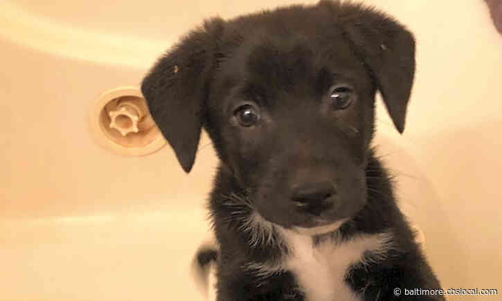 Looking To Adopt A Pet? Here Are 5 Precious Puppies To Adopt Now In Baltimore