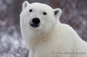 Slain dad among Canadians awarded bravery, meritorious service medals