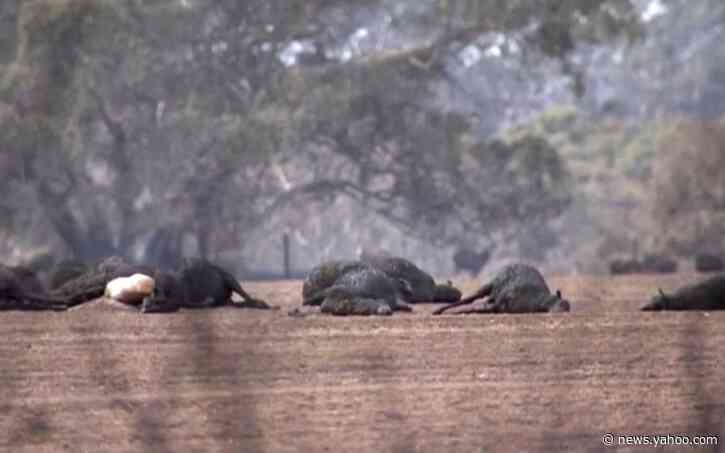 Thousands of koalas burn to death as Australia fears native wildlife may never recover from bush fire disaster