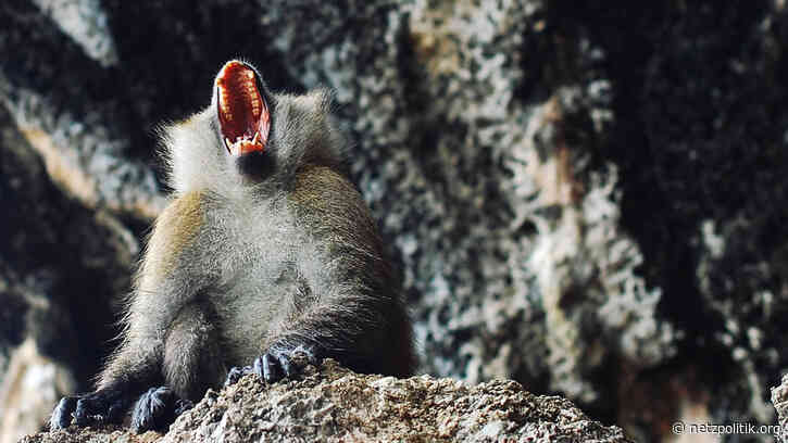 Sprachforschung: Die Schmähgemeinschaft der neuen Rechten