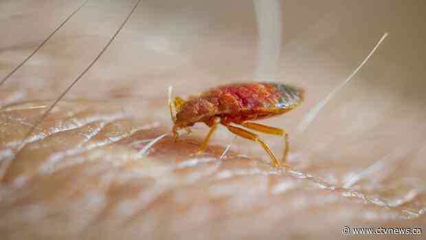 Bedbugs released in a Walmart changing room, police investigating