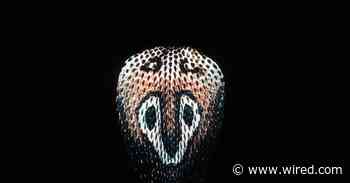 Scientists Figured Out the Indian Cobra's Genome—at Last