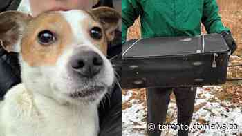 Dog found in zipped suitcase at Toronto park appears to be in good health, animal services says