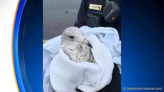 PETA Offers $5K Reward In Laurel Seagull-Killing Case