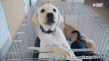 New Smart Collar Helps Puppies Become Guide Dogs