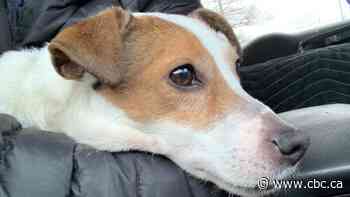 Police appeal for public's help after dog found abandoned in zipped-up suitcase near west-end Toronto trail