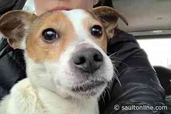 Dog abandoned in zipped-up suitcase near west-end Toronto trail: police