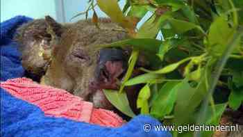 WNF start actie om koala's te redden in brandend Australië