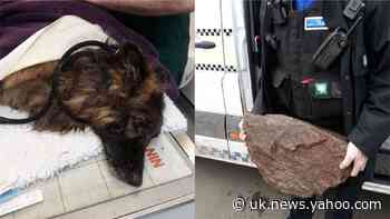 Two arrested after dog tied to rock rescued from river