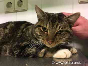 Yes! Het gaat stukken beter met de door vuurwerk mishandelde kater Comet