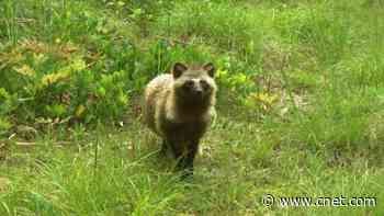 Fukushima nuclear disaster evacuation zone now teems with wildlife     - CNET