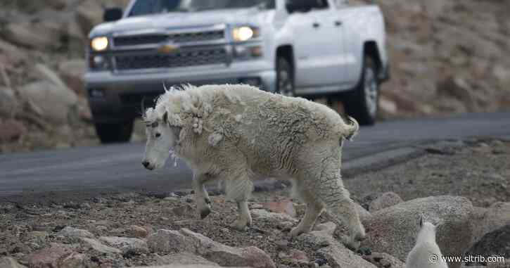 Grand Teton park to begin killing invasive mountain goats