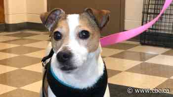 Abandoned dog settling into west-end shelter after being found in zipped-up suitcase