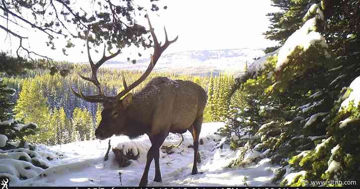 Study: Grand Teton elk hunt not a major draw for grizzlies