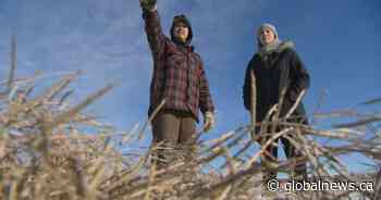 ‘A catch-22’: Sask. farmer weighs in on brown winter conditions