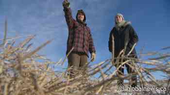 Sask. farmer weighs in on brown winter conditions