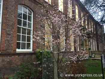 Tree in York school grounds blossoms blooming early