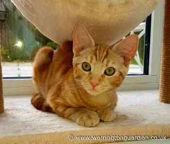 Kitten from Cats Protection Warrington rehomed after role in TV advert