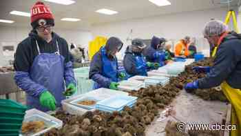 How this N.L. fish plant is learning to process sea urchins for a Japanese market