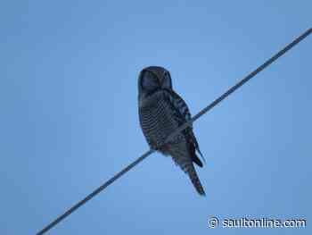 Desbarats Christmas Bird Count Results