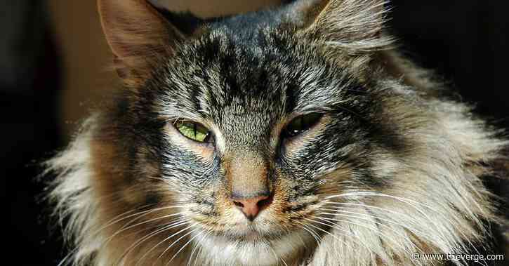 This AI kitty litter box will analyze your cat’s poops for some reason