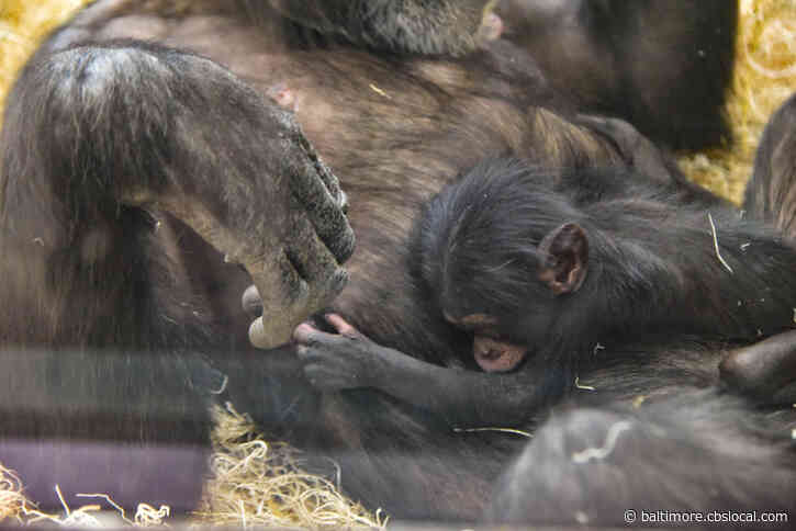 It’s A Girl! Maryland Zoo Welcomes New Baby Chimpanzee