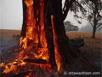 Forster: Struggling with Australia's wildfires, we're on the leading edge of climate change