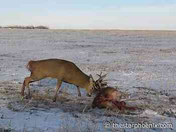 Sask. conservation officer shoots antlers to break apart two deer locked together