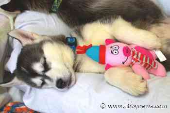17 surrendered husky puppies available for adoption from Okanagan BC SPCA