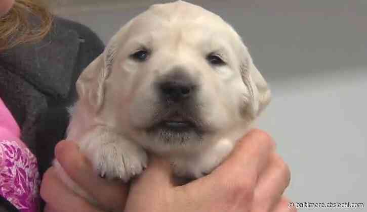 Allergic To Dogs? It May Only Be The Males